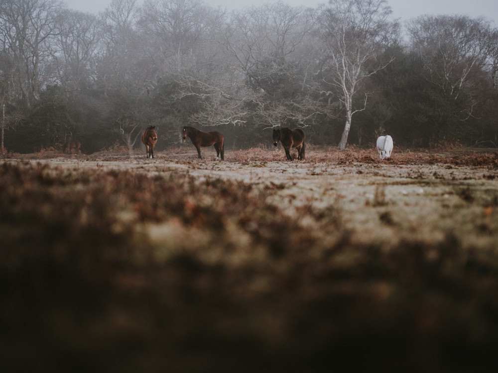 three brown horse near green-leafed trees