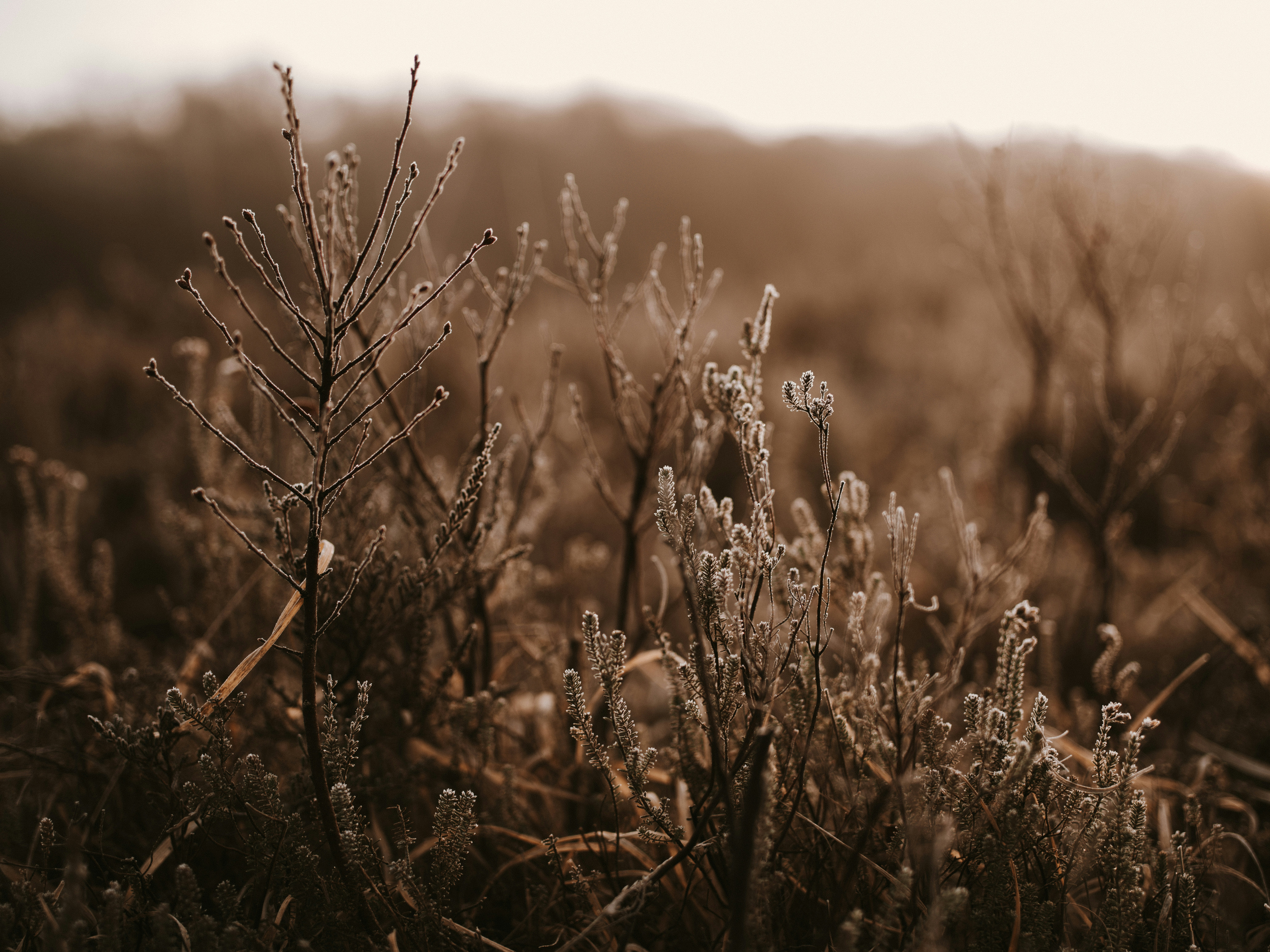 Photo by anniespratt