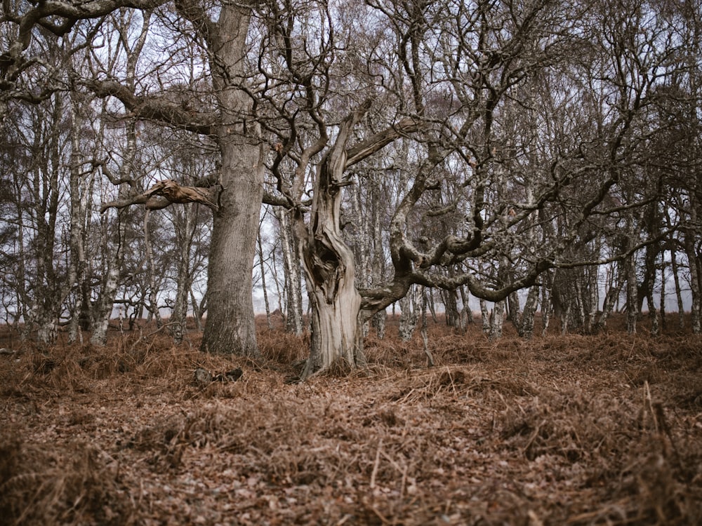 bare tree