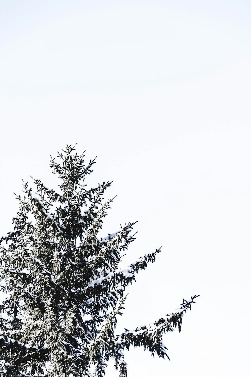 green-leafed tree