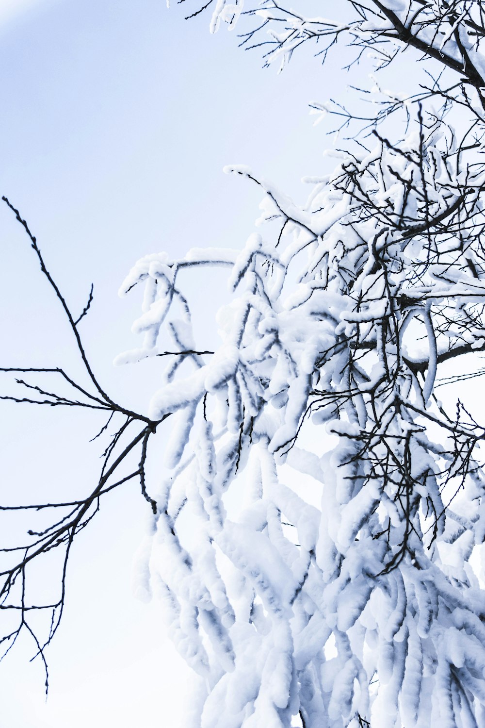 snow covered tree