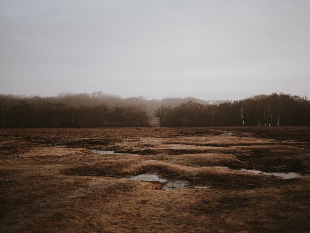 green tree under gray sky