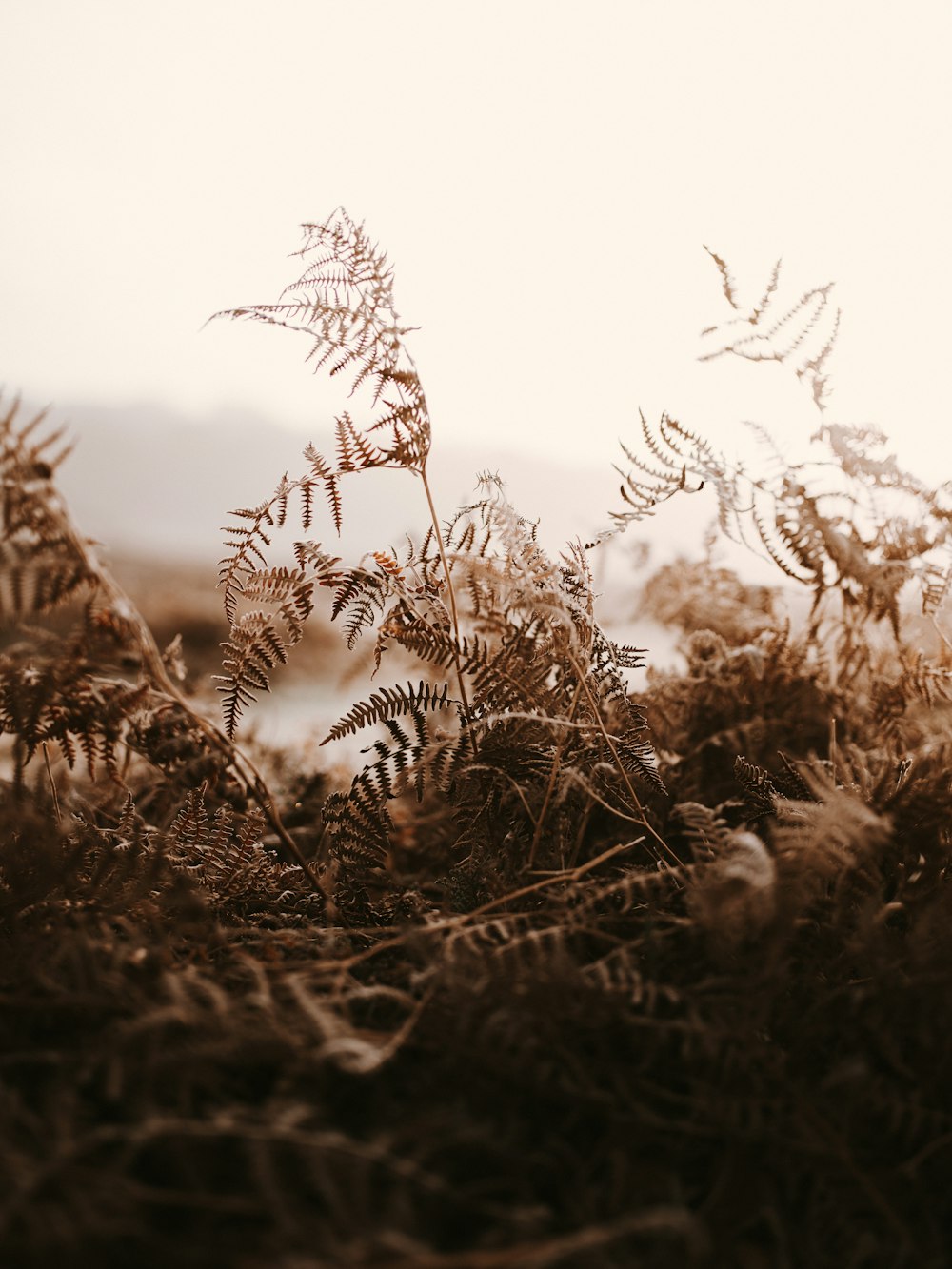 thick brown ferns