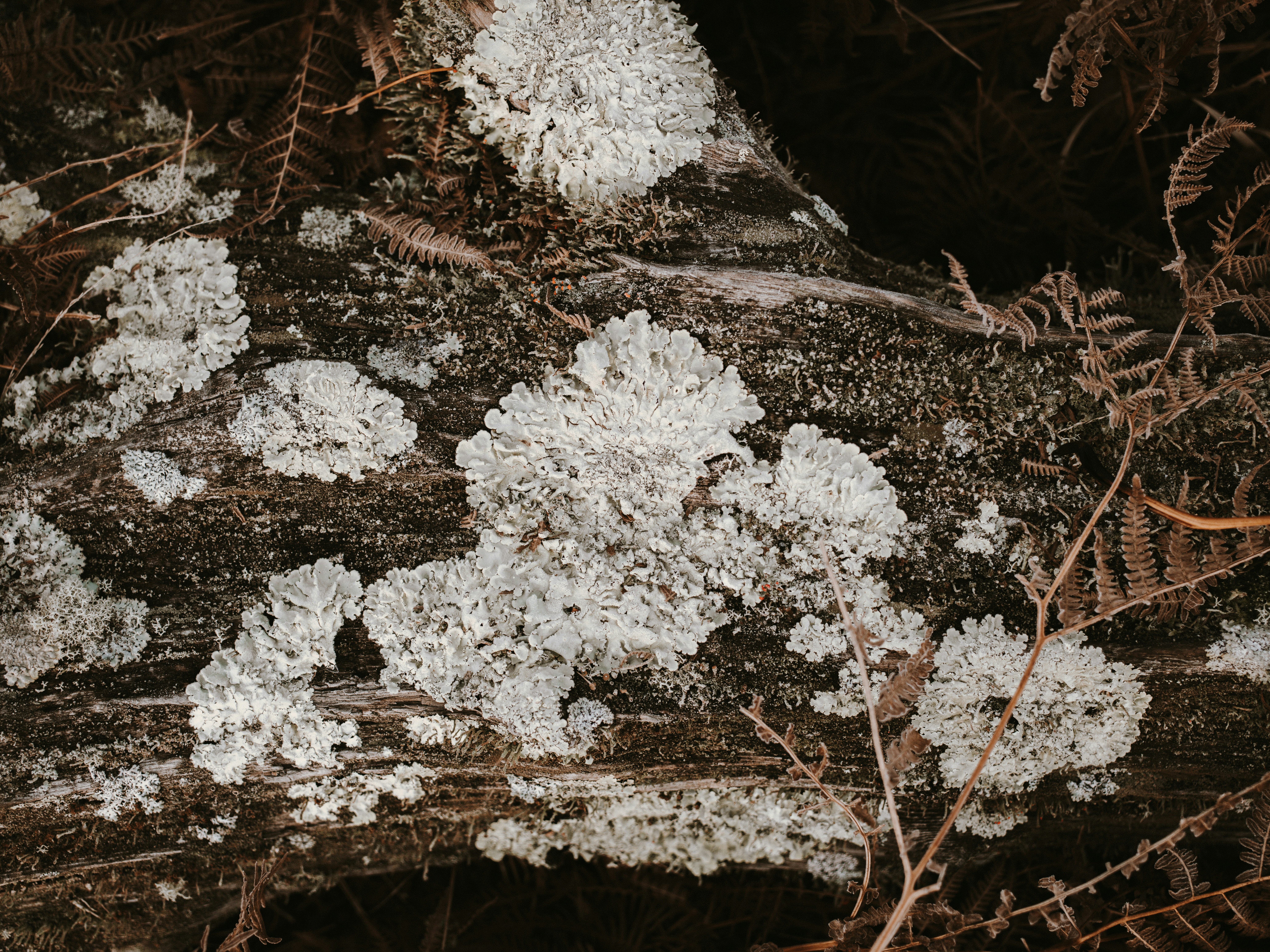 Photo by anniespratt