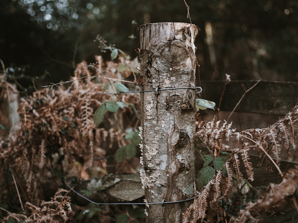 brown tree log