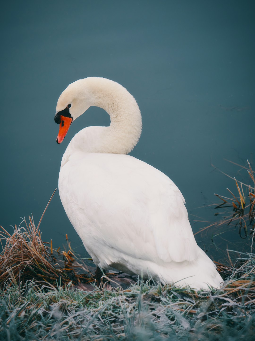 mute swan near body of water