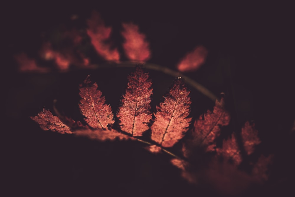 brown leaves