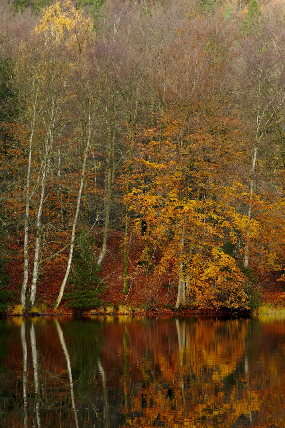 calm water near trees during daytime