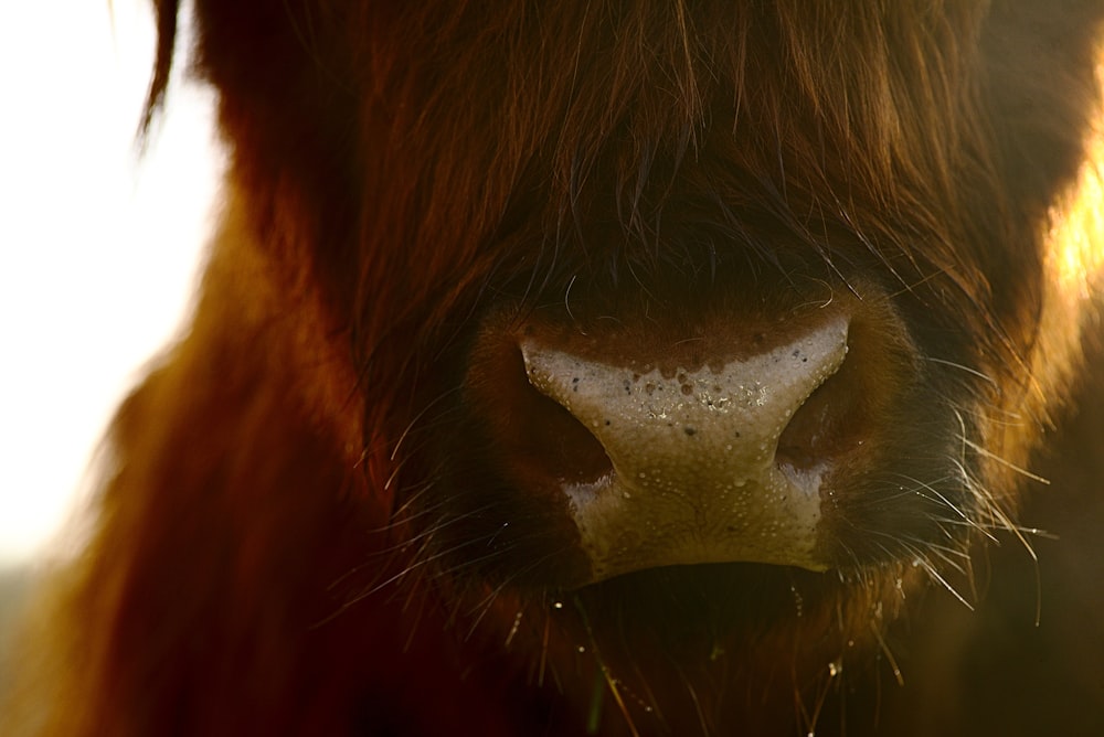 selective focus photography of bison
