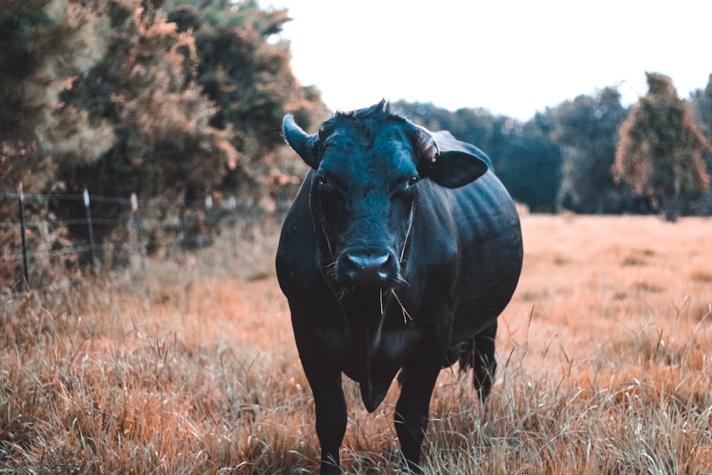 black water buffalo on field during daytime