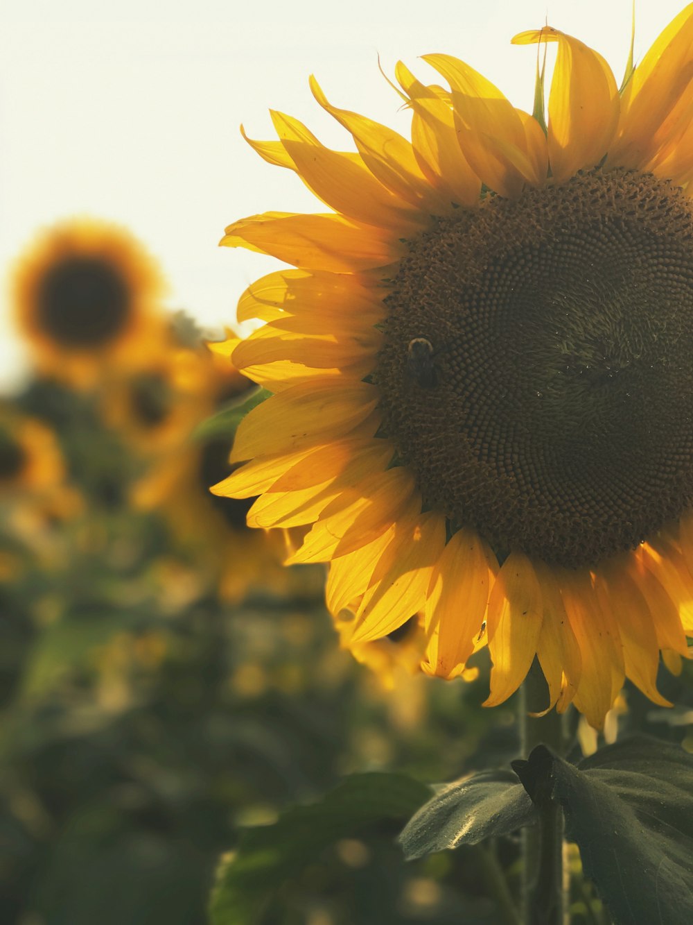 yellow sunflower field during daytime