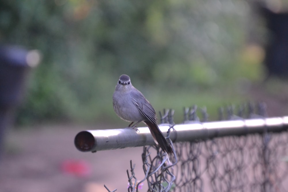 bird perched on gray rod