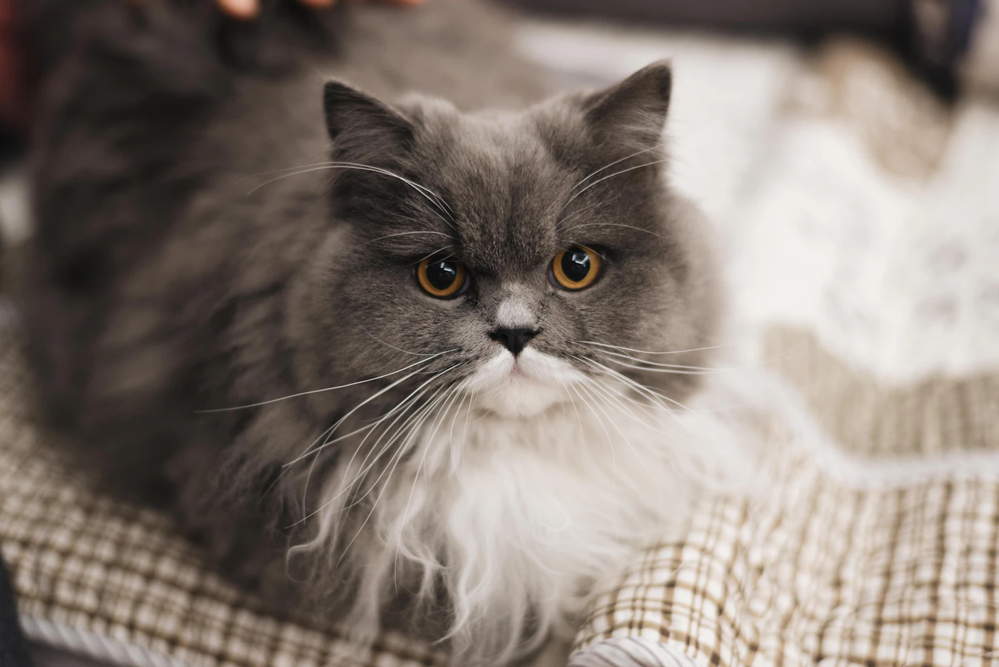 Gato British Shorthair de pelaje gris azulado