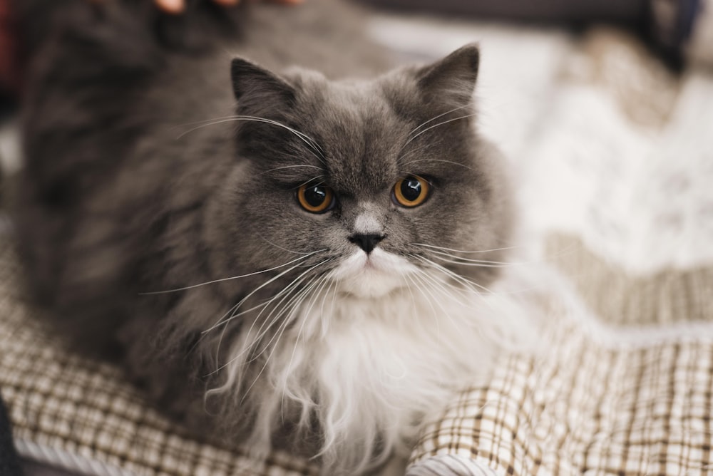 gray and white British shorthair