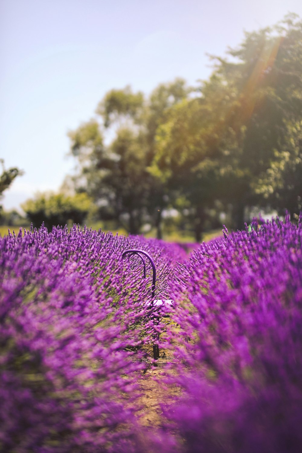 campo di fiori di lavanda viola durante il giorno