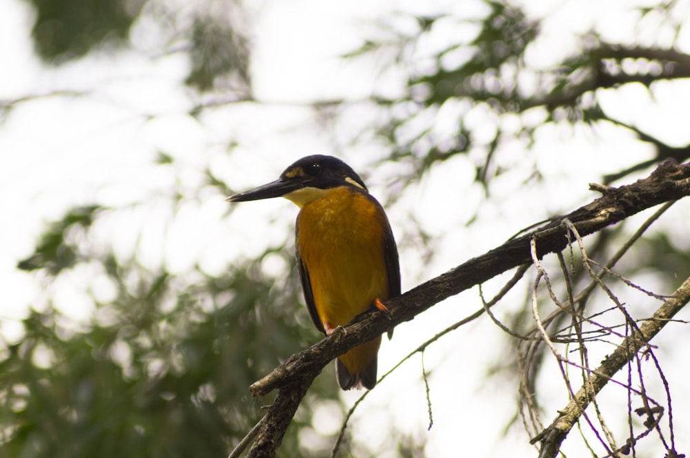 Unduh 50 Koleksi Gambar Flora Dan Fauna Di Australia Paling Bagus Gratis