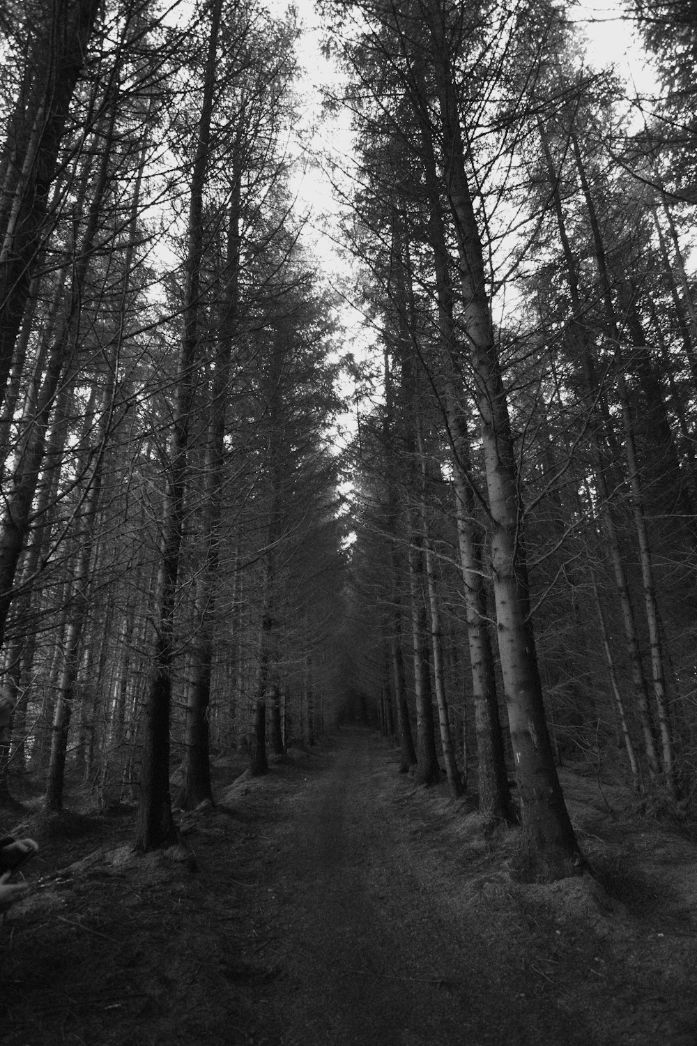 grayscale photography of pathway between trees
