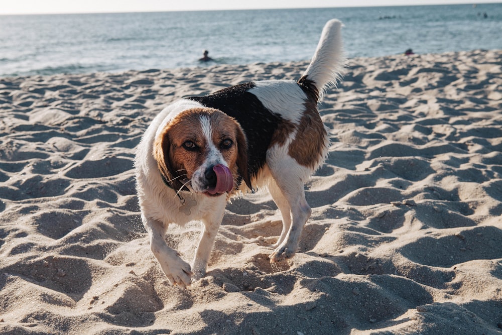 white, brown, and black dog near shore during daytime