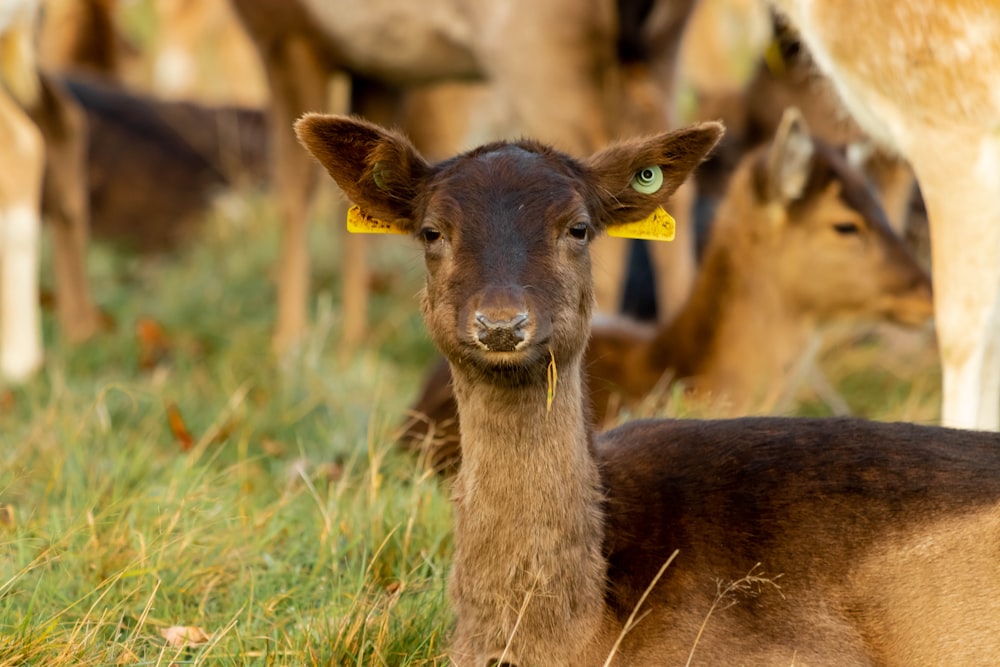 brown deer laying on grass field