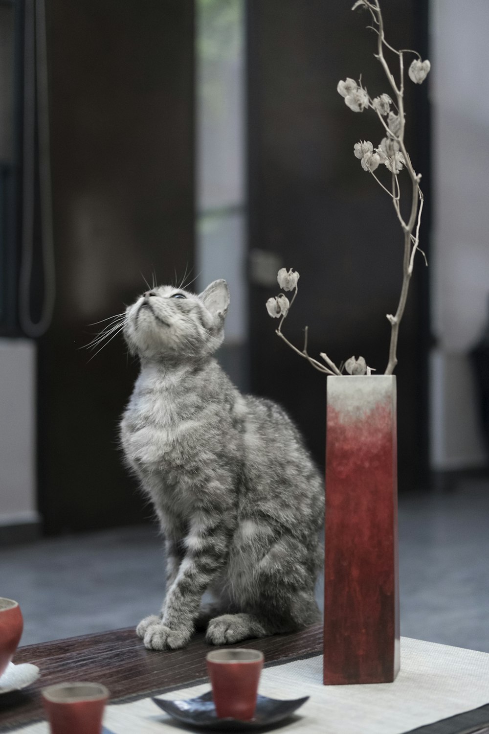 brown tabby cat sitting on brown wooden table