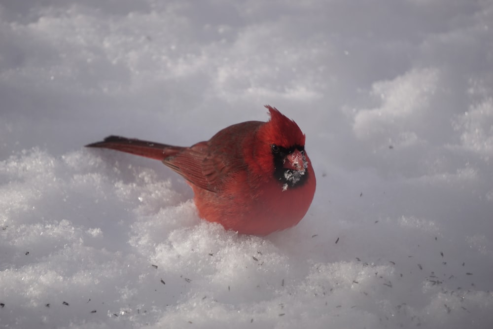 red cardinal bird on snow