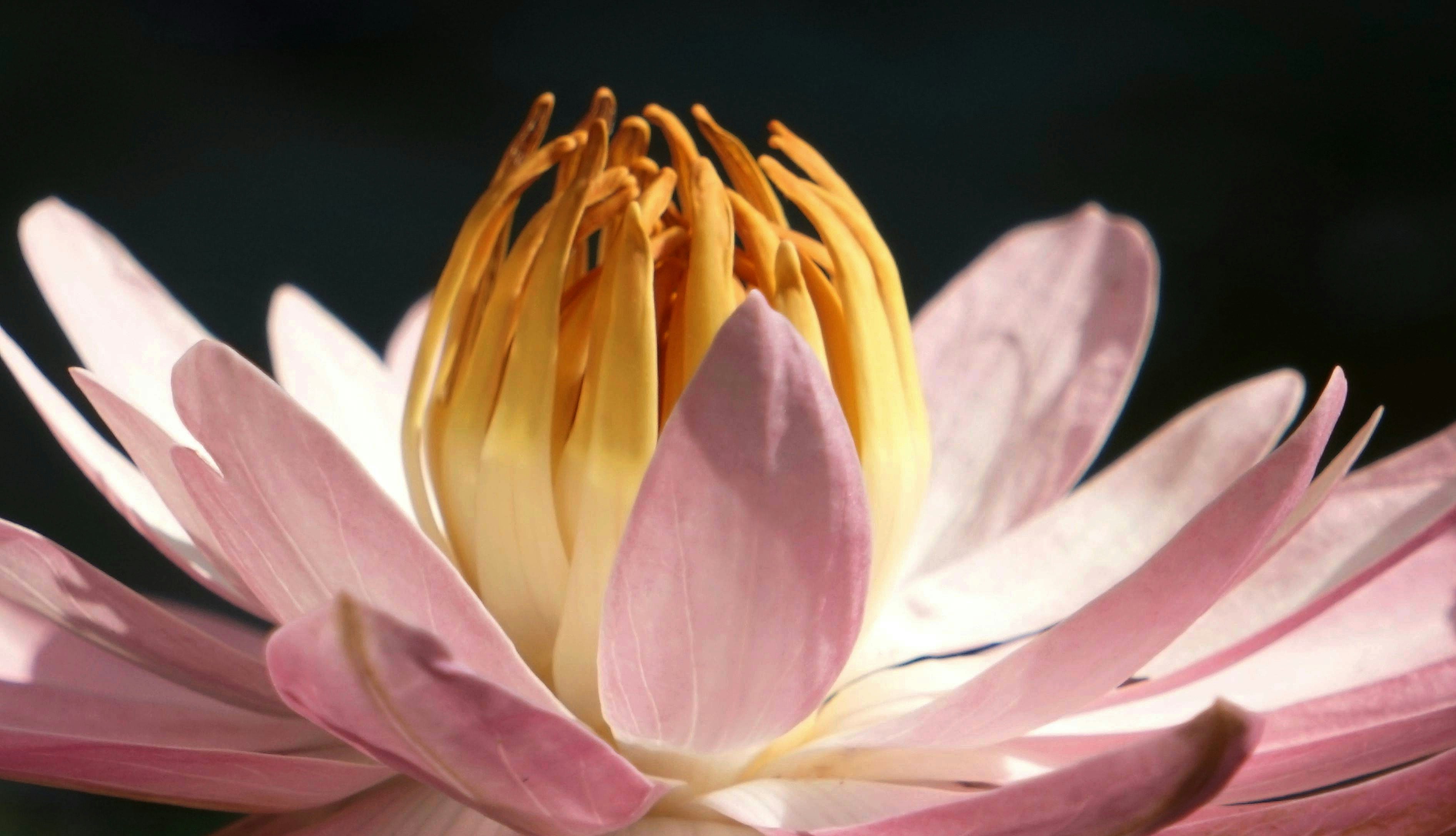 Closeup photography of pink lotus flower photo Free Plant Image on