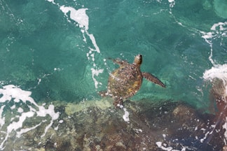 Velas Turtle Festival: A Mesmerizing Eco-Tourism Experience in Maharashtra