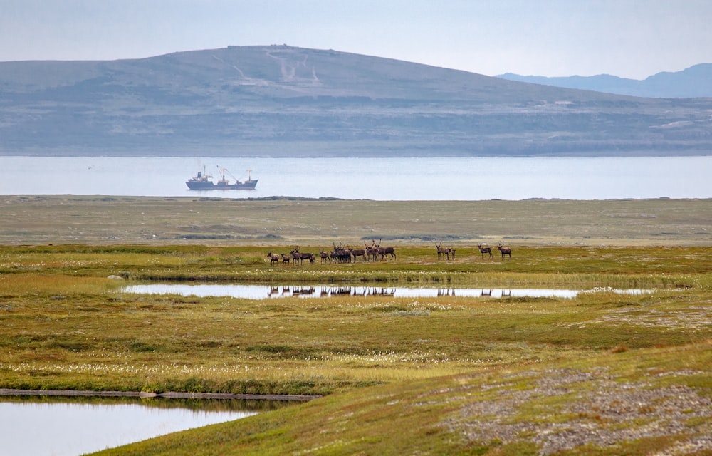 animals near body of water during daytime