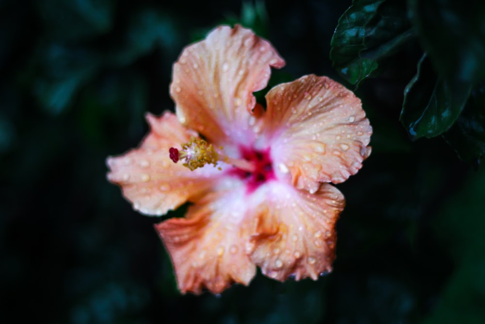 close up photography of pink hibiscus flower with water drops