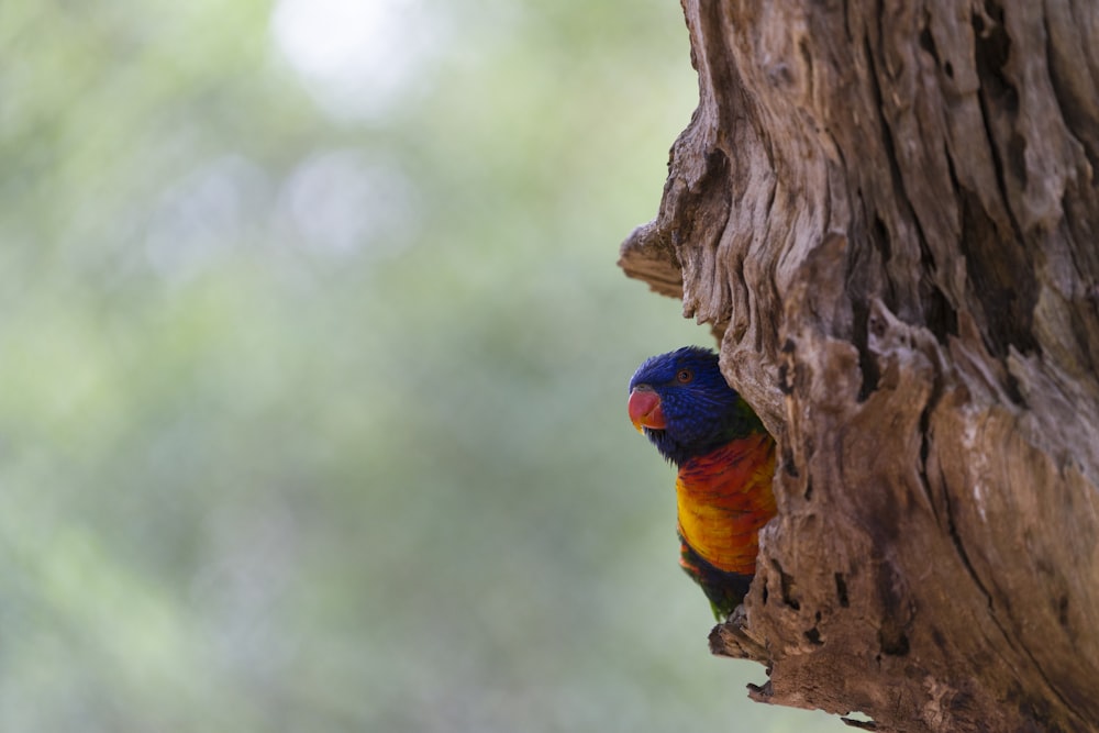 pájaro amarillo y azul que se posa en la rama marrón del árbol durante el día