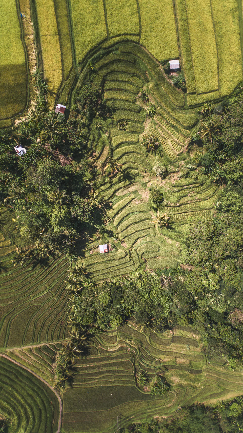 Sawah terasering Jatiluwih dilihat dari atas