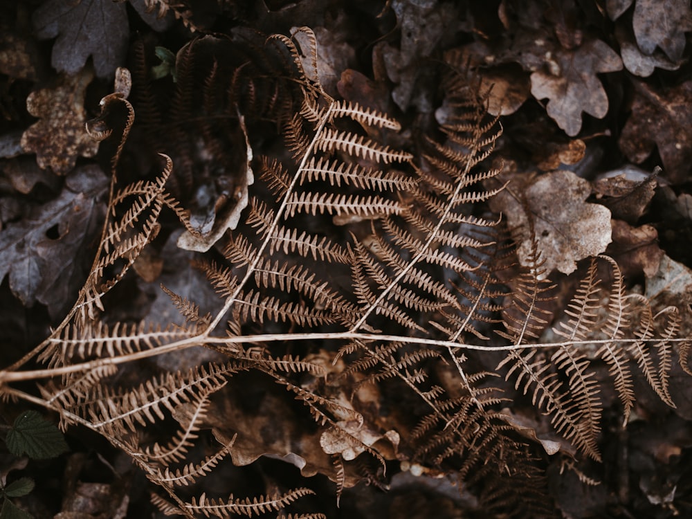 brown fern on dried leaves