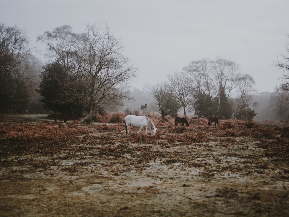 white and brown horses near trees during daytime