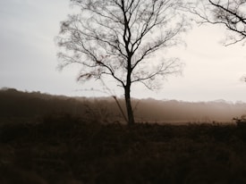A lone tree stands tall in a vast field, its branches bare against a soft, overcast sky. The foreground is composed of dark, blurred vegetation, and a line of distant trees outlines the horizon. The atmosphere is quiet and serene, capturing the stillness of a misty morning.