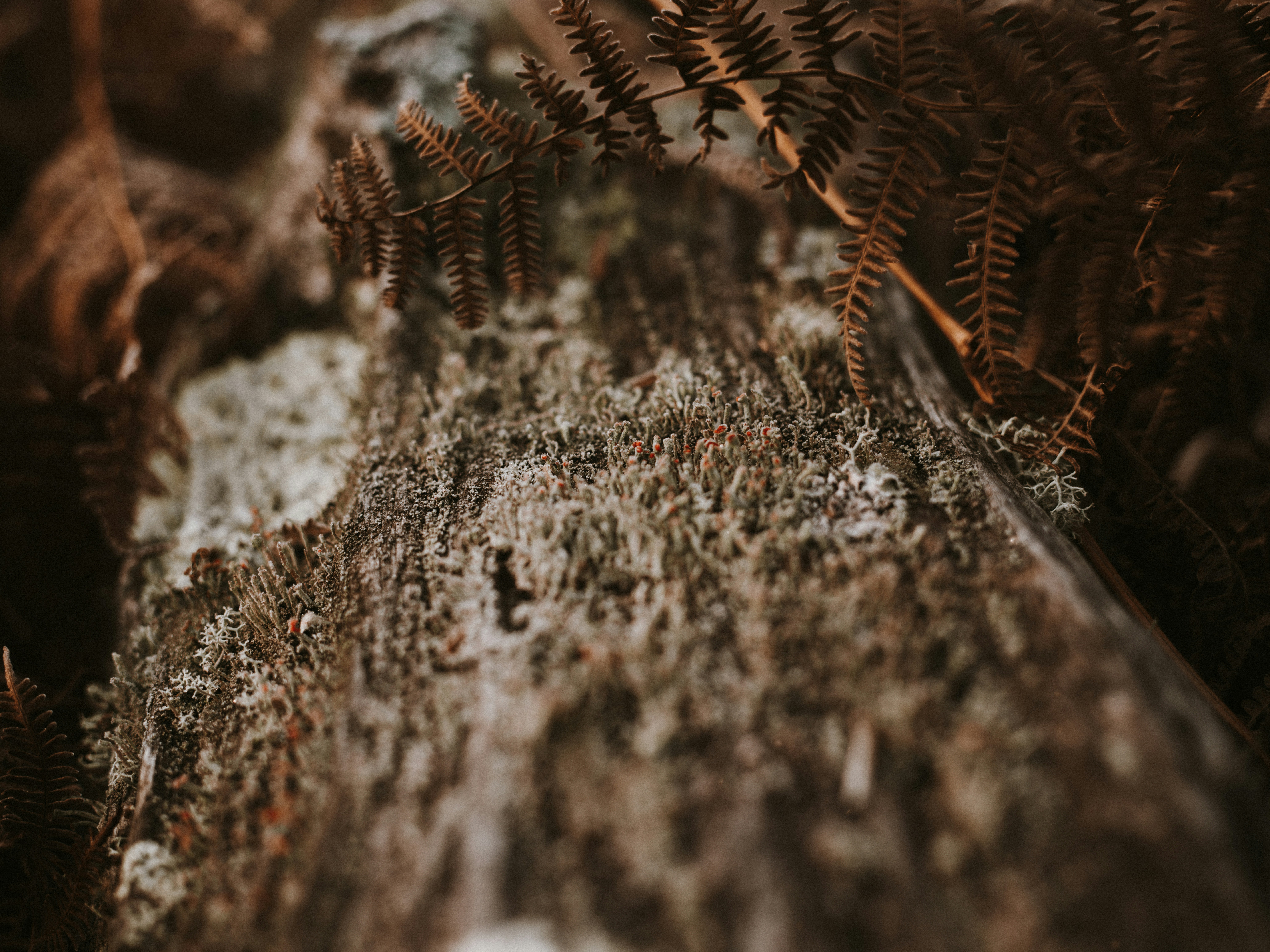 Photo by anniespratt