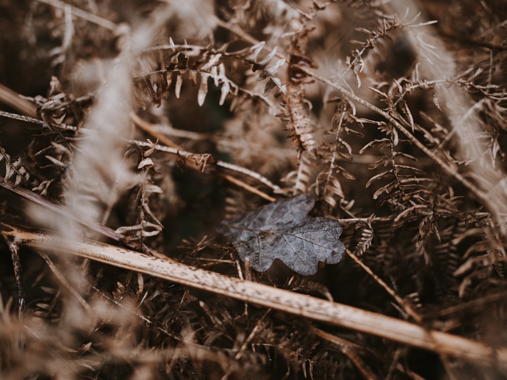 brown leaves