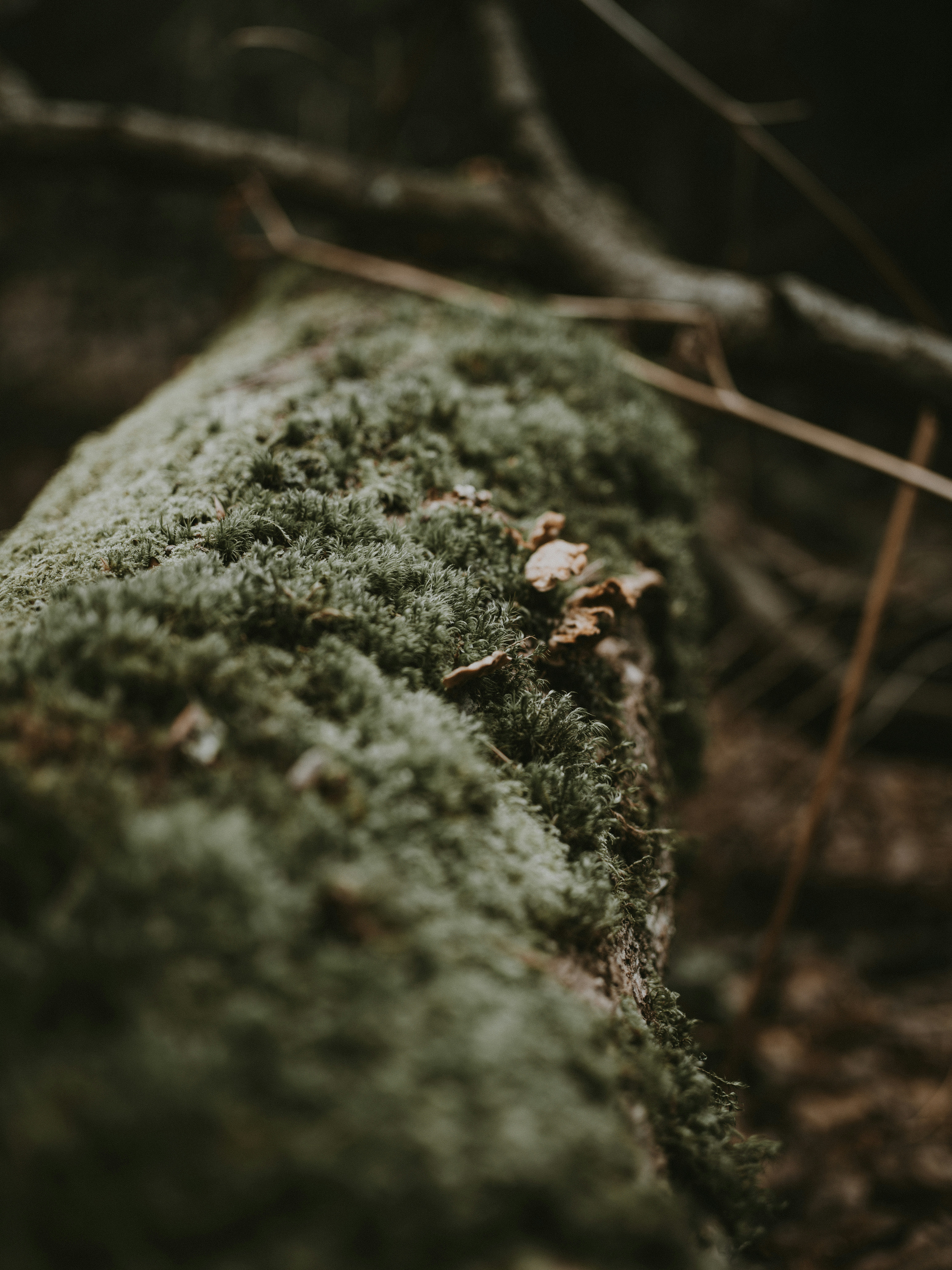 Photo by anniespratt