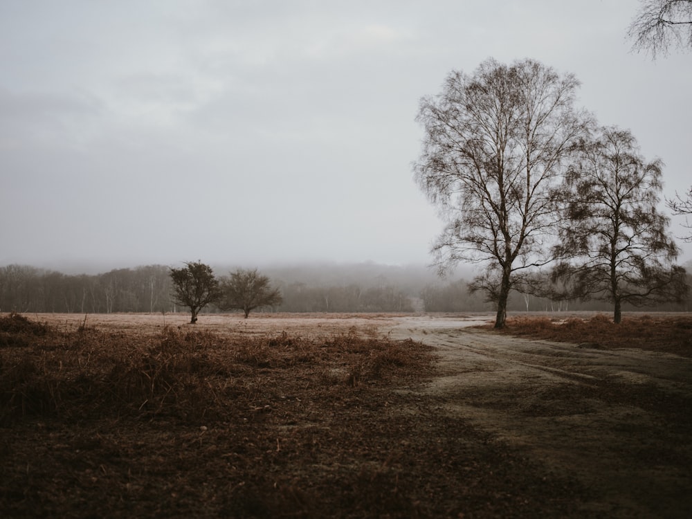 green trees under cloudy sky