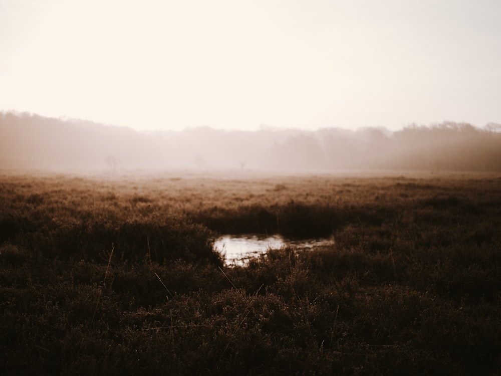 green grass field