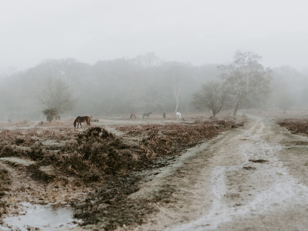 brown horse near road