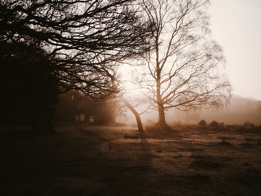 leafless trees