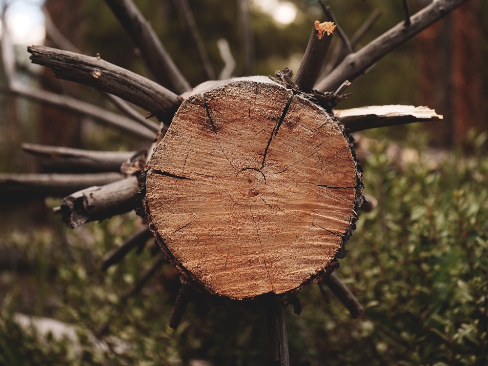 brown wooden log