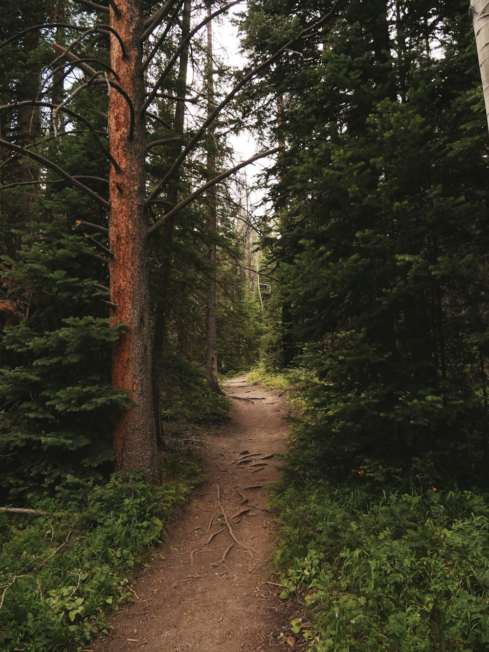 dirt road between trees during daytime