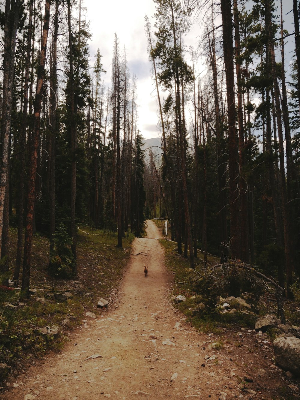 brown pathway surrounded by trees