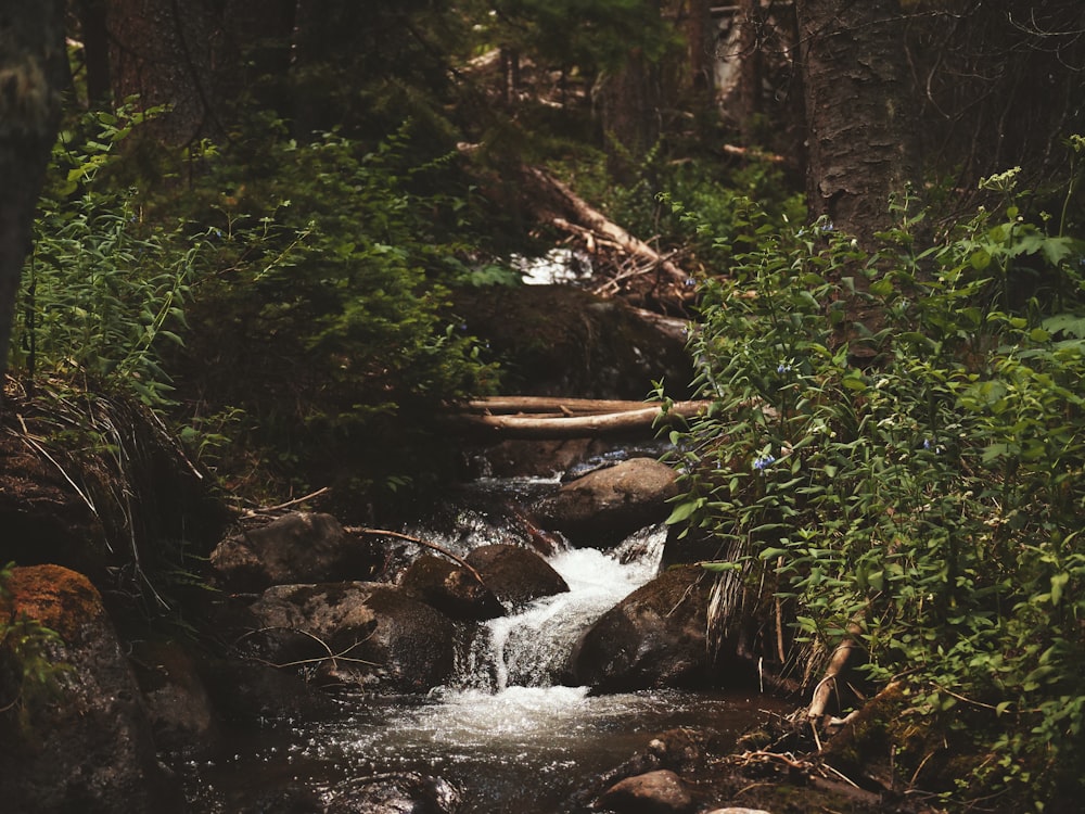 green plants beside river