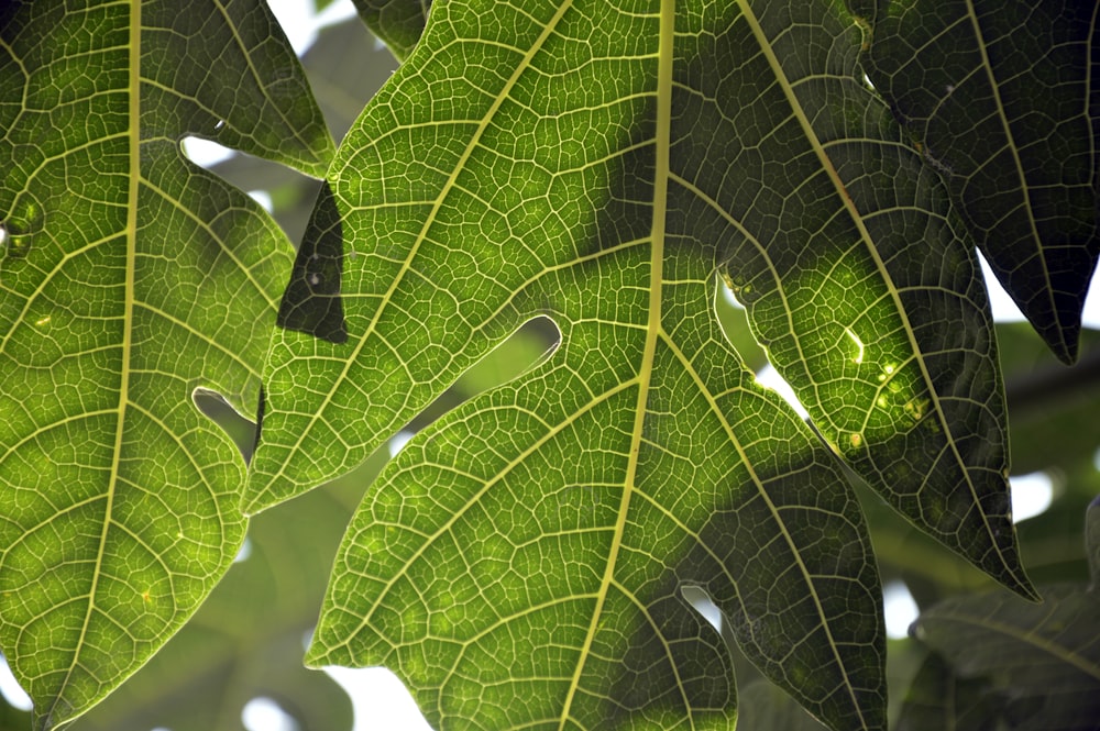 vue feuilles vertes