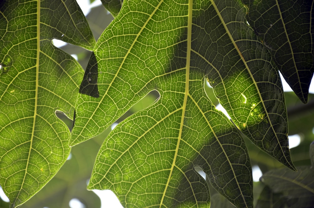 green leaves view