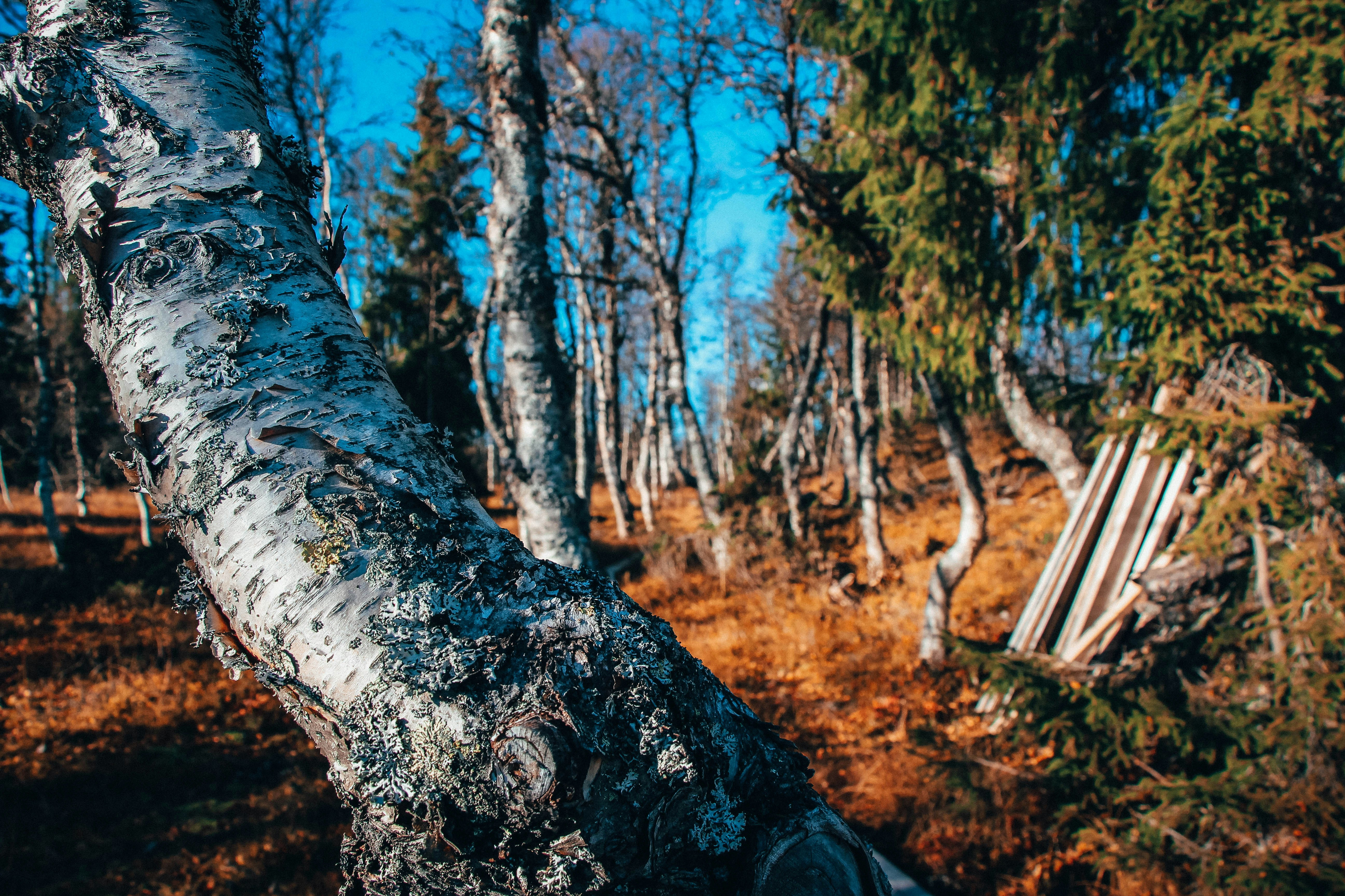 Photo by jyrkisorjonen