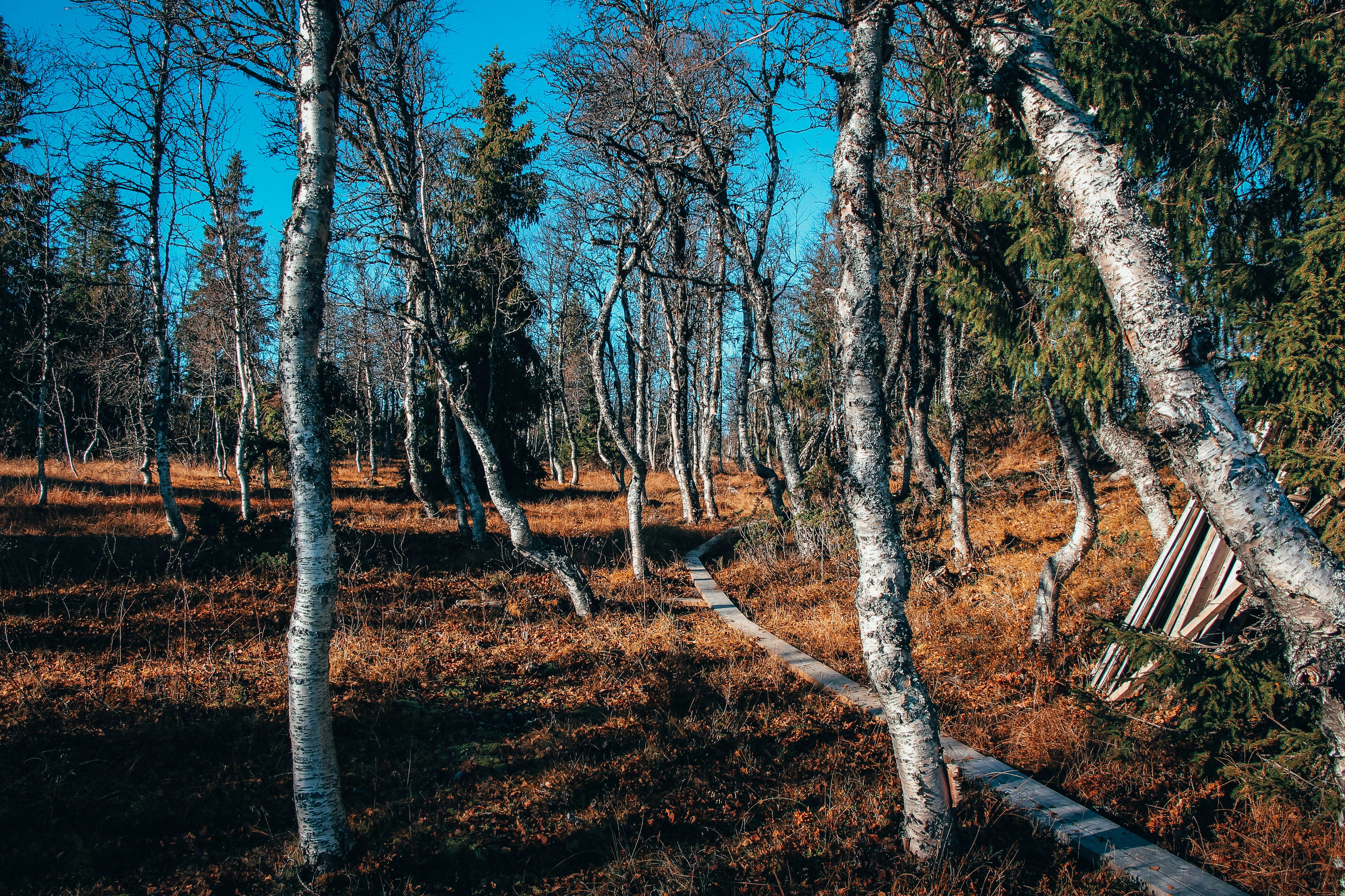 Photo by jyrkisorjonen