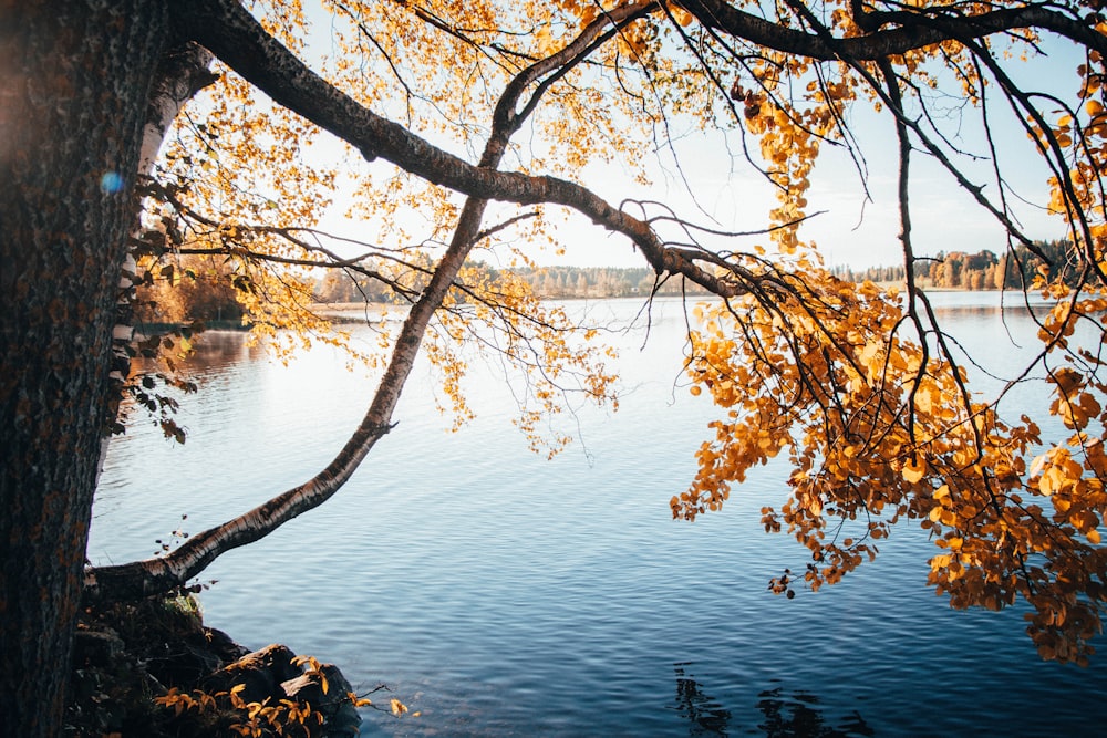 日中の水域近くの茶色の葉の木